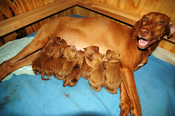 Lucy and Puppies