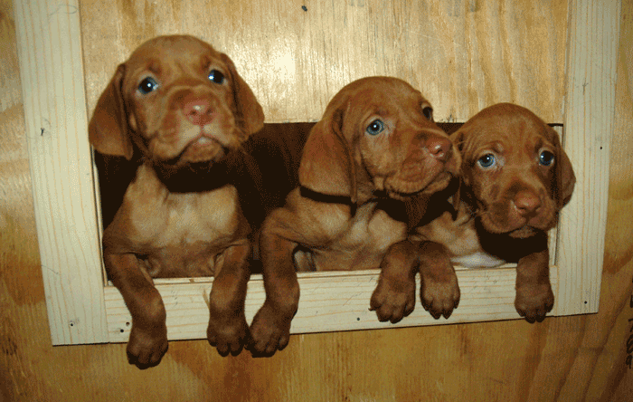 Lucy and Puppies